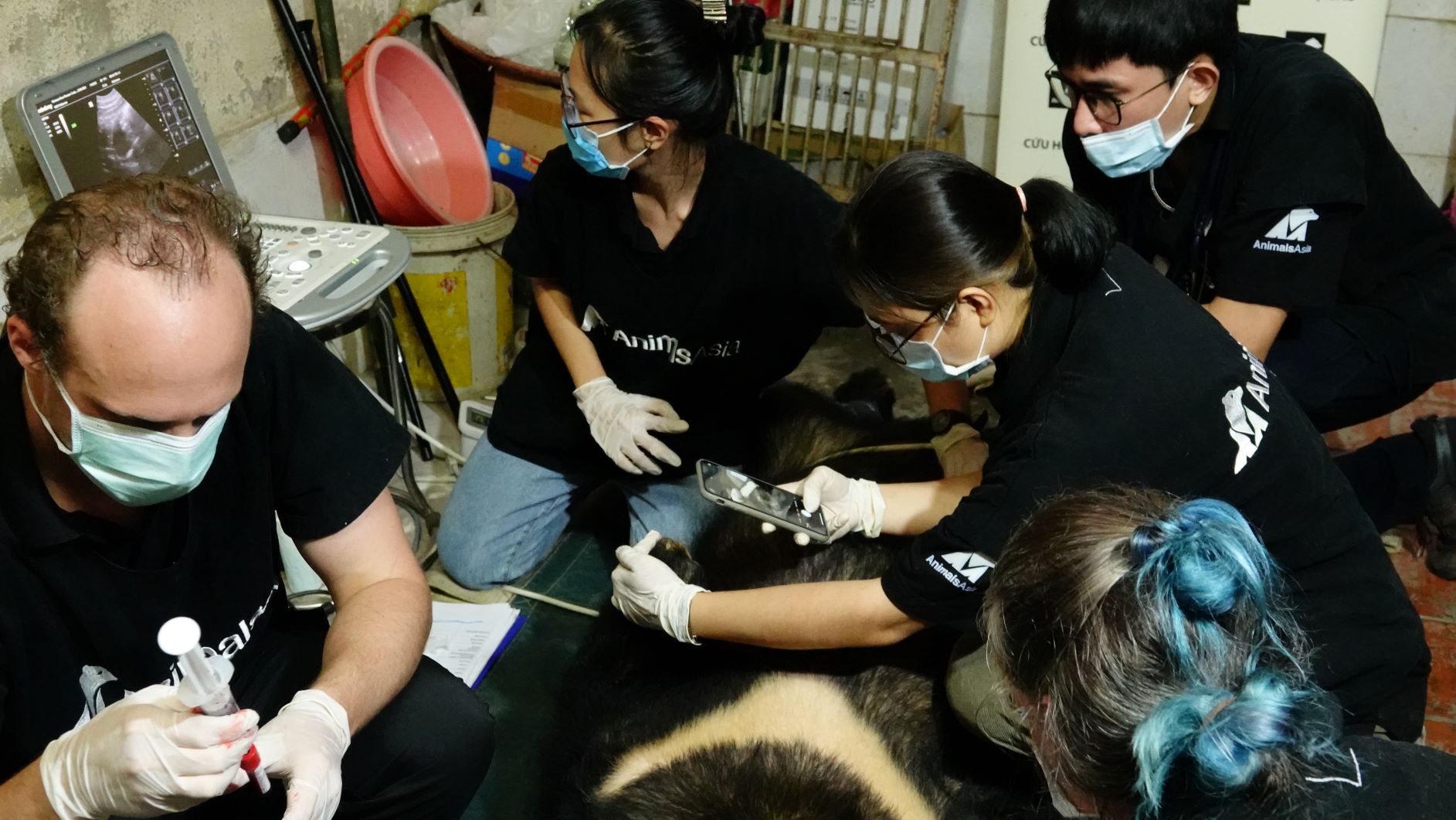 Các bác sỹ lấy mẫu máu lông và khám toàn diện trong lúc gây mê đưa gấu ra ngoài.JPG